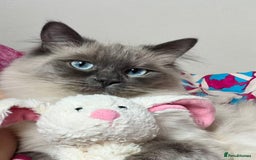 Ragdoll cats for sale: Active female pure Ragdoll - Advert 3