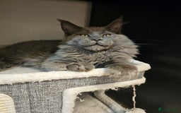 Maine Coon cats for sale: 🔥*Stunning Litter of 8💎Solid Blue Maine Coon*🔥  - Image 8