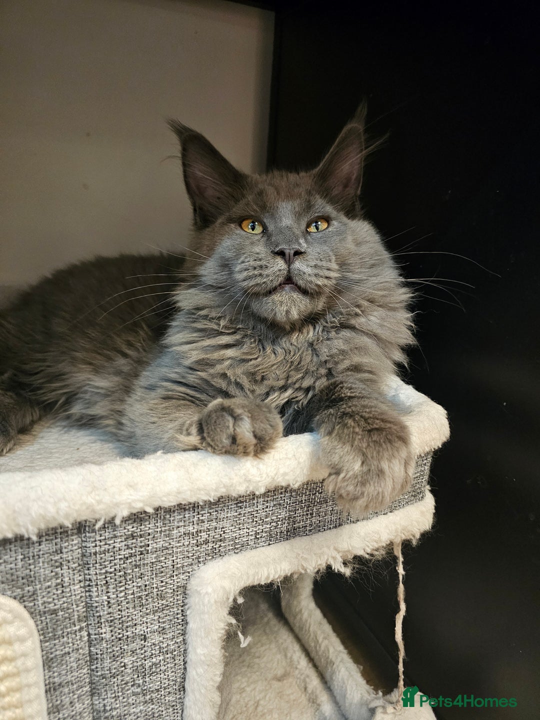 Maine Coon cats for sale: 🔥*Stunning Litter of 8💎Solid Blue Maine Coon*🔥  - Image 8