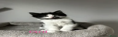 🖤🤍🐾 FLUFFY BLACK & WHITE BEAUTY 🐾🤍🖤