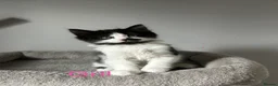 Mixed Breed cats for sale: 🐾💕 Adorable Fluffy KittensLooking for Homes 🐱🏡 - Advert 19