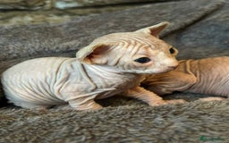Sphynx cats for sale: 5 Canadian Sphynx kittens available  - Image 8