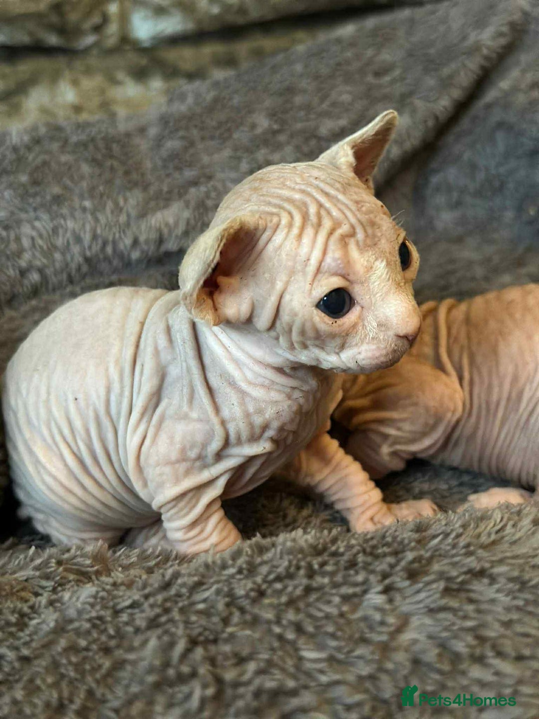 Sphynx cats for sale: 5 Canadian Sphynx kittens available  - Image 8