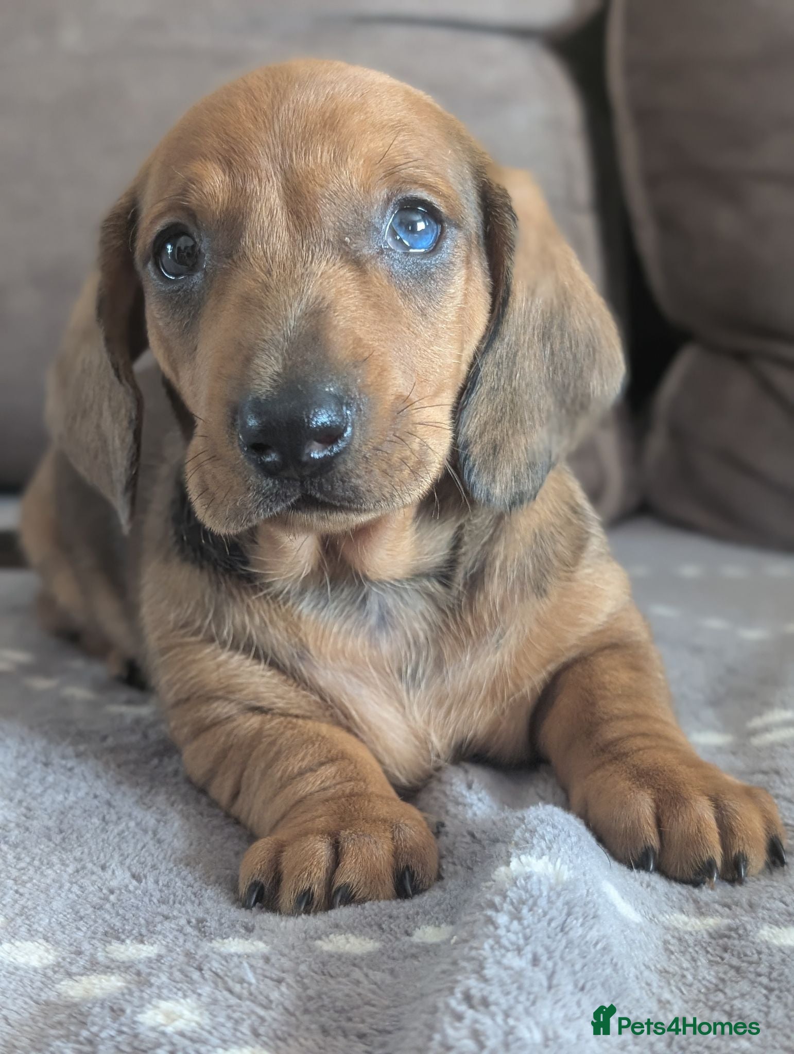 Dachshund dogs Champion Line Standard Dachshund  - Advert 2