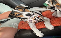 Jack Russell dogs for sale: Jack Russell Bitch - Image 1