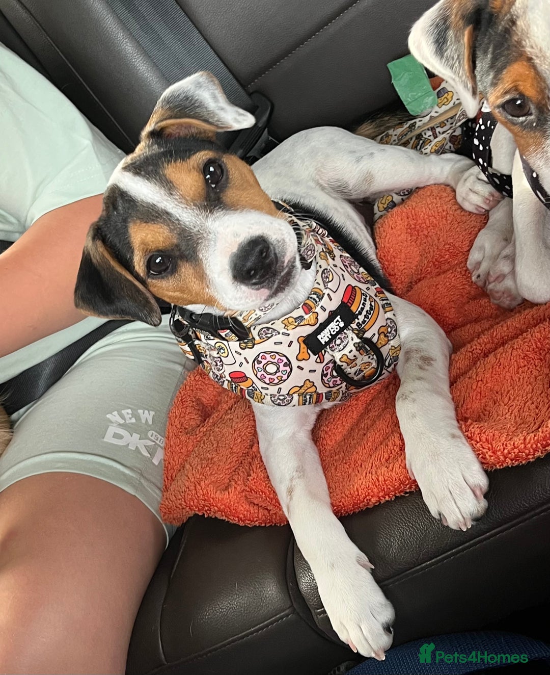 Jack Russell dogs for sale: Jack Russell Bitch - Image 1