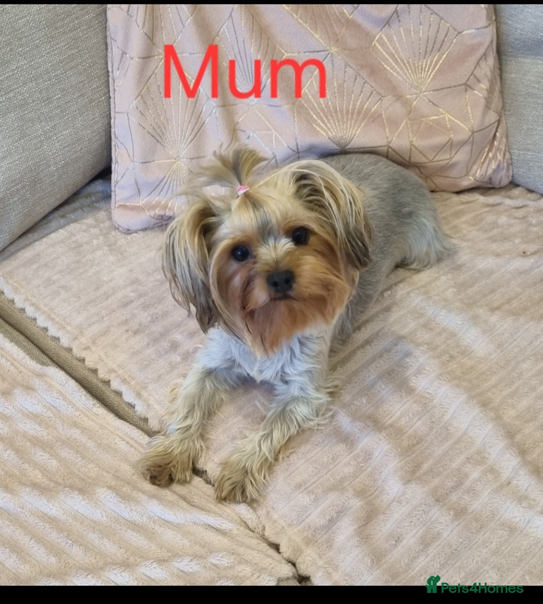 Yorkshire Terrier dogs for sale: YORKSHIRE Terrier Puppy  - Advert 9