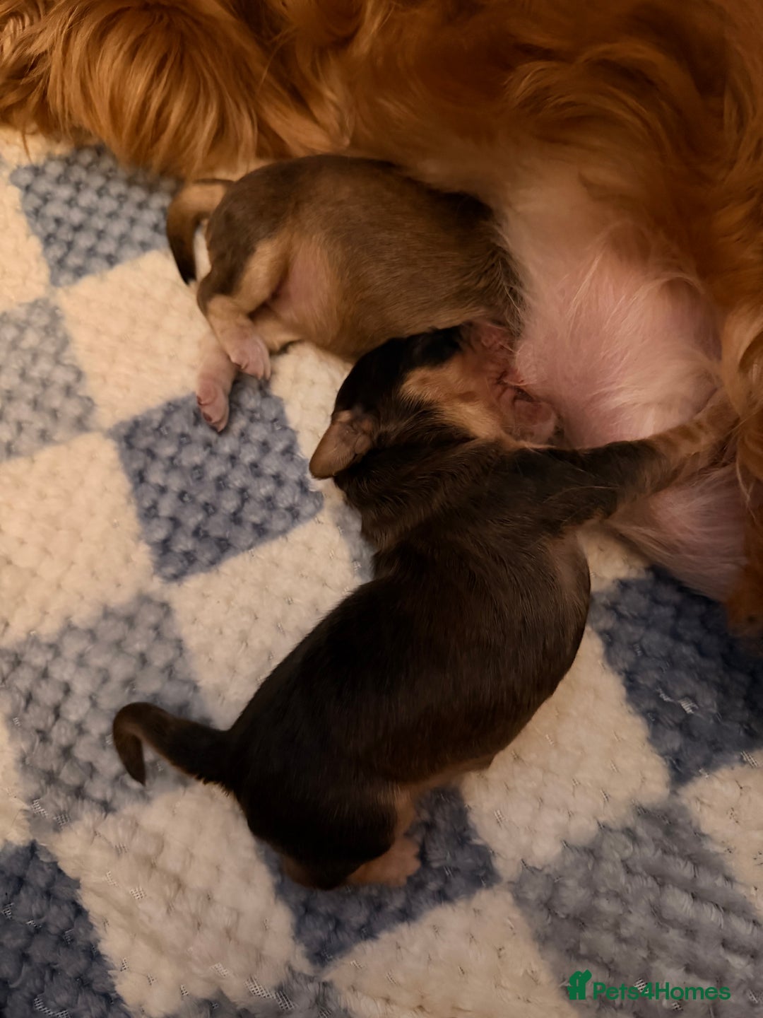 Cockapoo dogs for sale: F1 Cockapoo Puppies - Advert 19