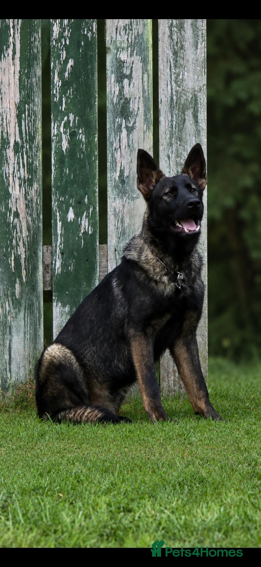 German Shepherd dogs EXCEPTIONAL IMPORT GERMAN SHEPHERD CZECH MALE 🇨🇿 - Advert 1