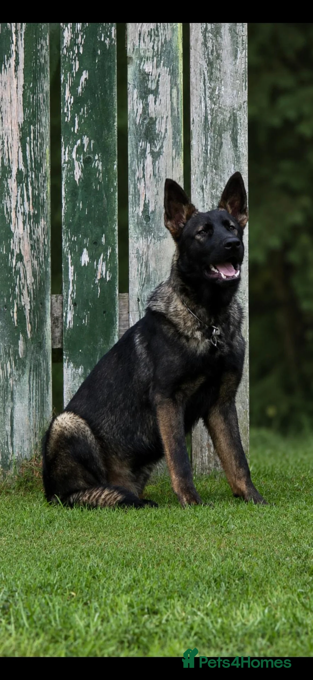 German Shepherd dogs for sale: EXCEPTIONAL IMPORT GERMAN SHEPHERD CZECH MALE 🇨🇿 - Advert 1