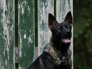 German Shepherd dogs EXCEPTIONAL IMPORT GERMAN SHEPHERD CZECH MALE 🇨🇿 - Advert 1