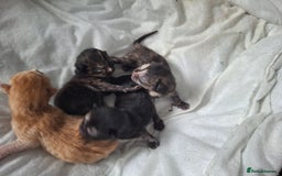 Mixed Breed cats for sale: Kittens  - Image 3