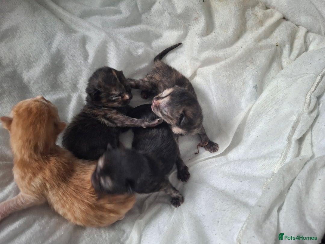 Mixed Breed cats for sale: Kittens  - Image 3