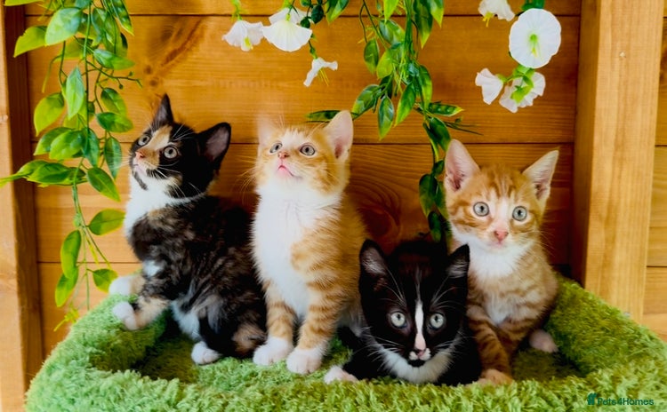 Domestic Shorthair cats - Advert 15