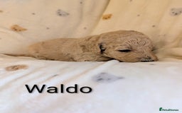 Standard Poodle dogs for sale: Standard poodles - Image 12