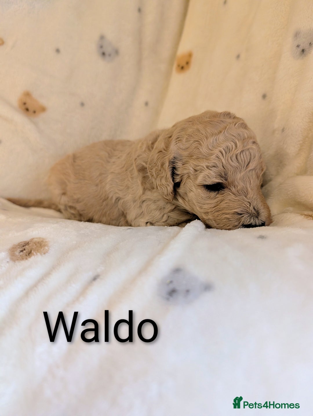 Standard Poodle dogs for sale: Standard poodles - Image 12