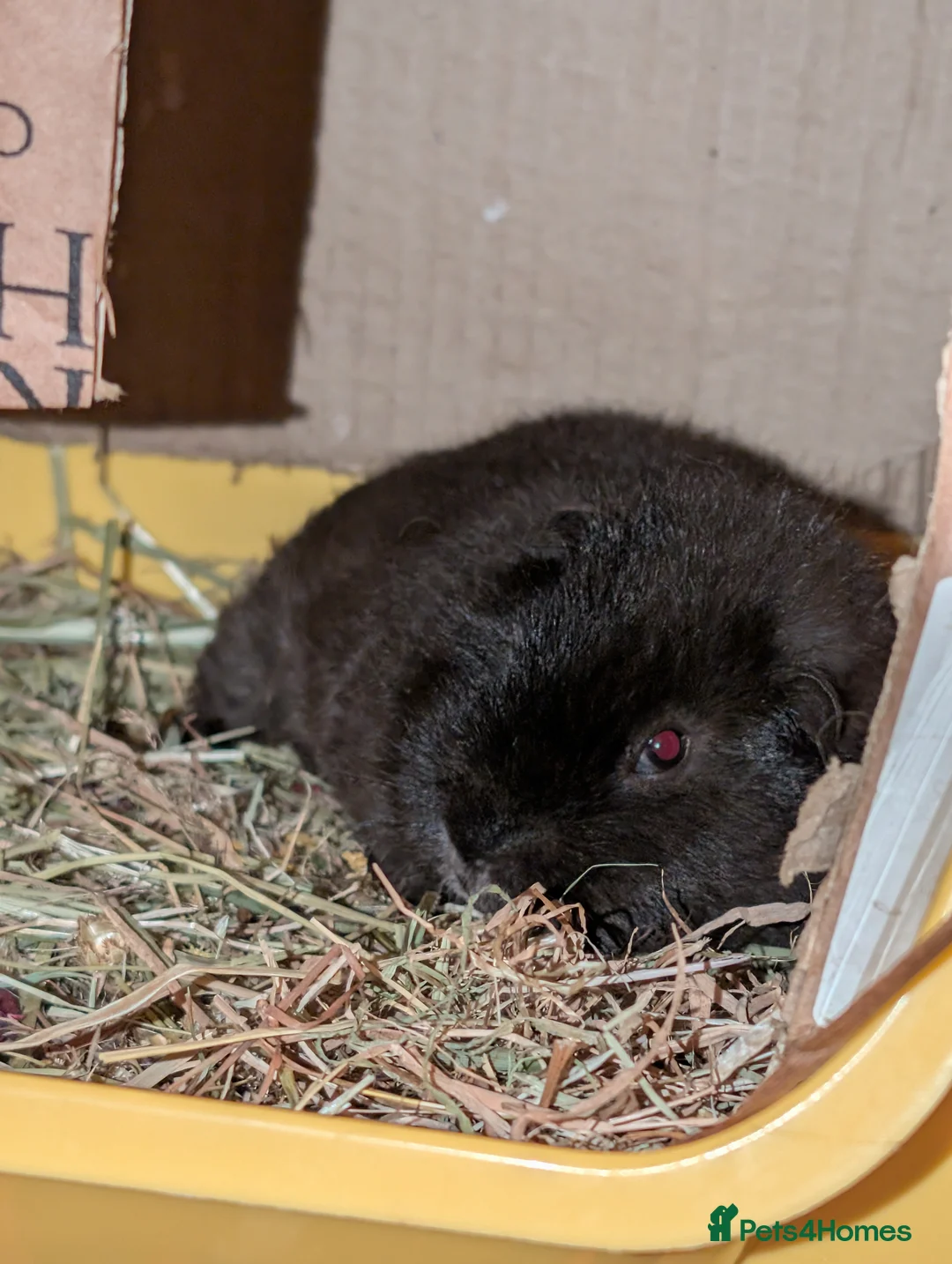 Guinea Pig rodents for sale: 4 mo Chocolate Male Silk Teddy Guinea pig in Leeds - Advert 2