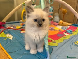 Ragdoll cats in Ashton-under-Lyne - Advert 4