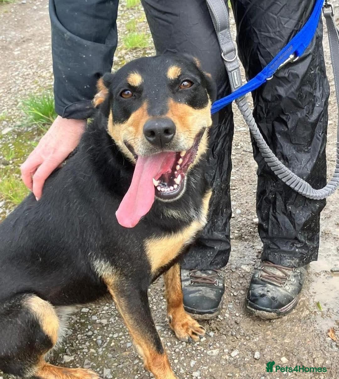 Mixed Breed dogs for adoption: Miss Maddy - 999 days in kennels 💔💔💔 in Caldicot - Advert 27