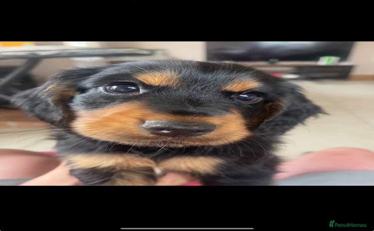 Cocker Spaniel dogs - Advert 6