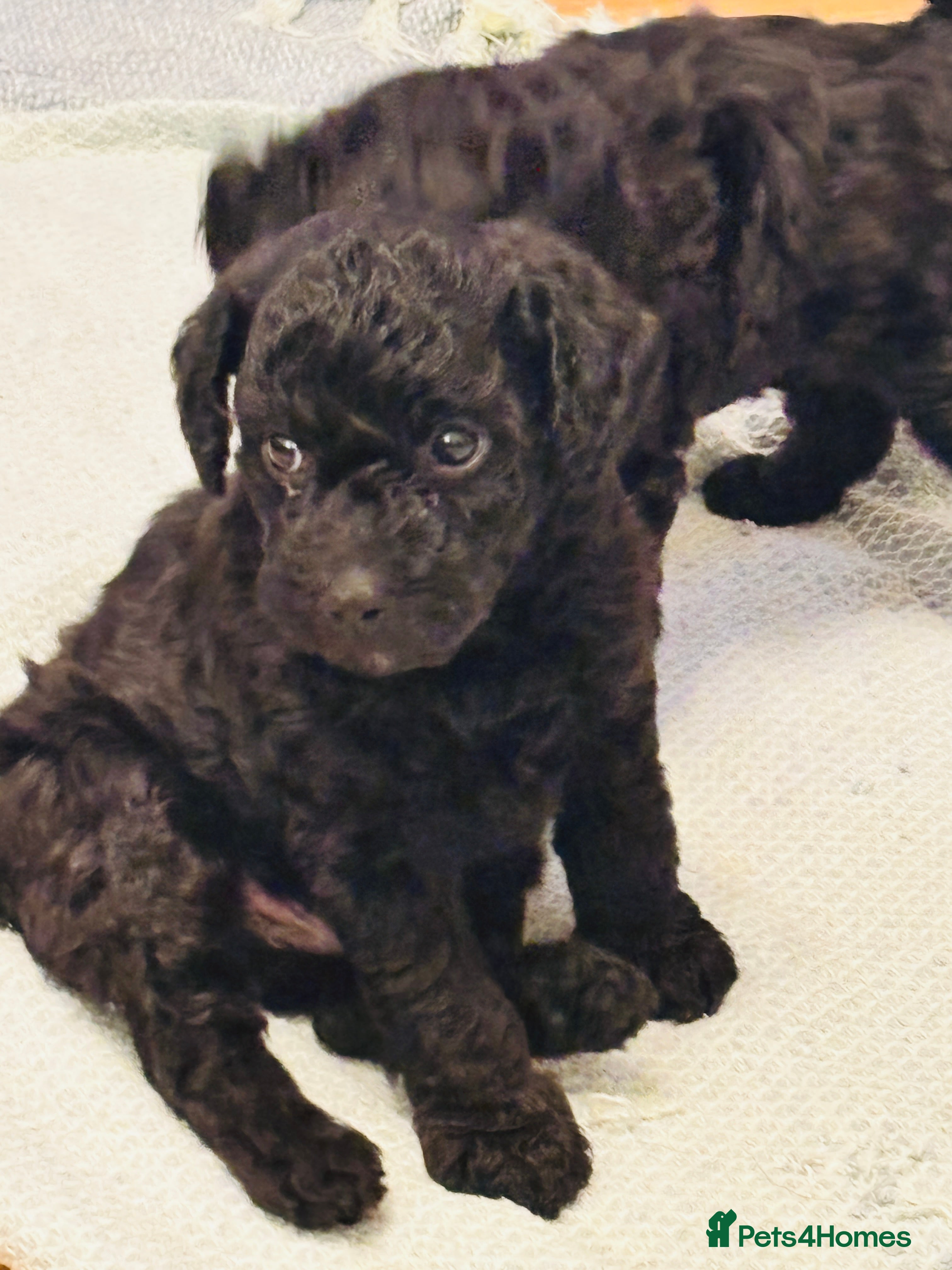 Labradoodle dogs Miniature Labradoodles - Advert 1