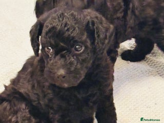 Labradoodle dogs Miniature Labradoodles - Advert 2