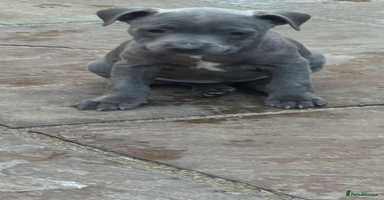 Staffordshire Bull Terrier dogs - Advert 7