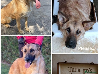 Mixed Breed dogs - Advert 22