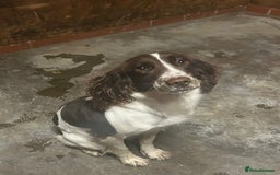 Cocker Spaniel dogs for sale: Cocker spaniel girl for sale  - Image 2