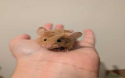 Mouse rodents for sale: 6 Beautiful Young Female Mice - Image 2