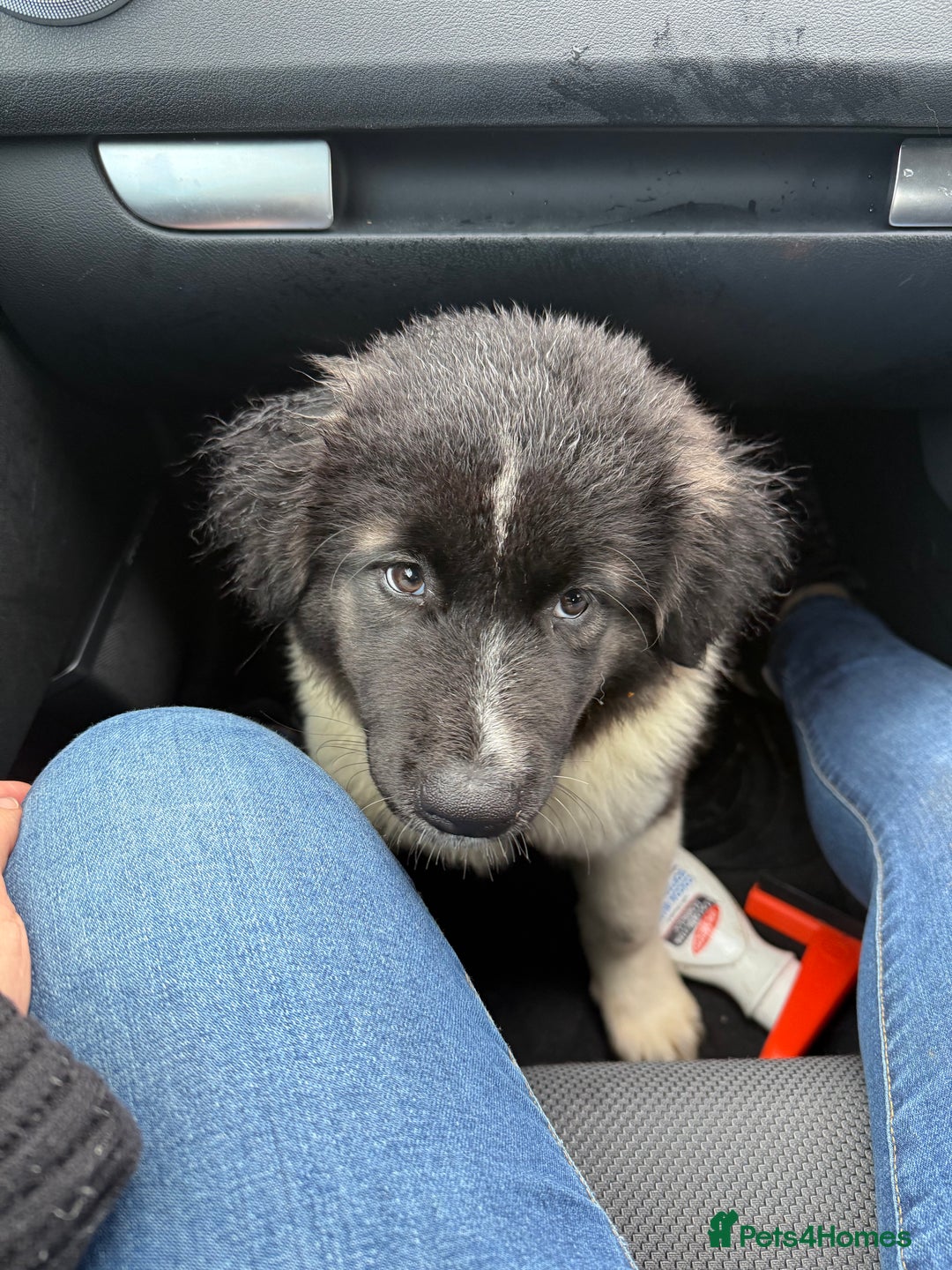 Akita dogs for sale: Japanese/American Akita - Advert 6