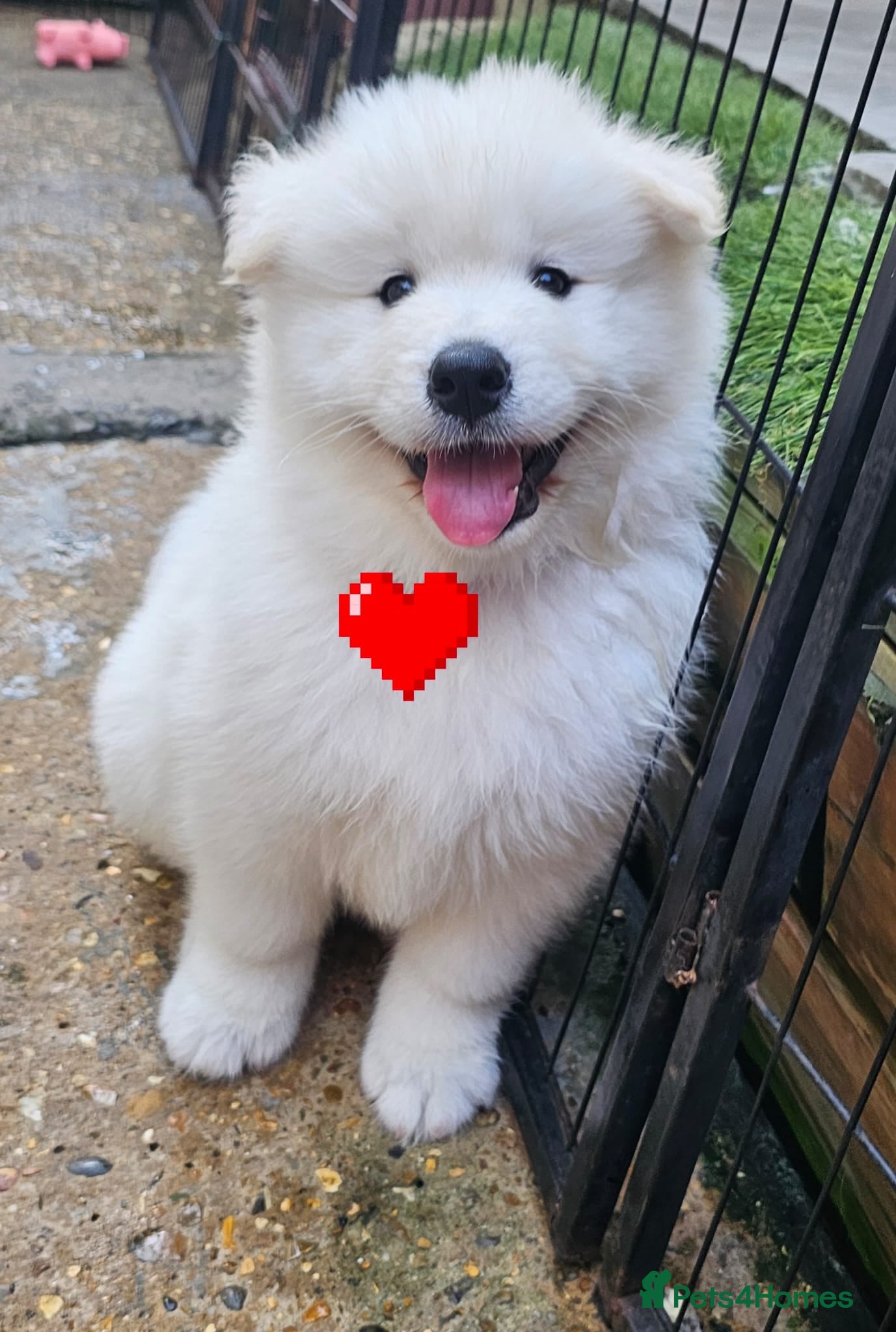 Samoyed dogs 🩷💙Adorable Samoyed puppies 🩷💙 - Advert 2