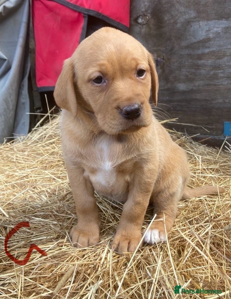 Labrador Retriever dogs Fox red Labrador puppies - Advert 2