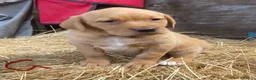 Labrador Retriever dogs for sale: Fox red Labrador puppies - Advert 2