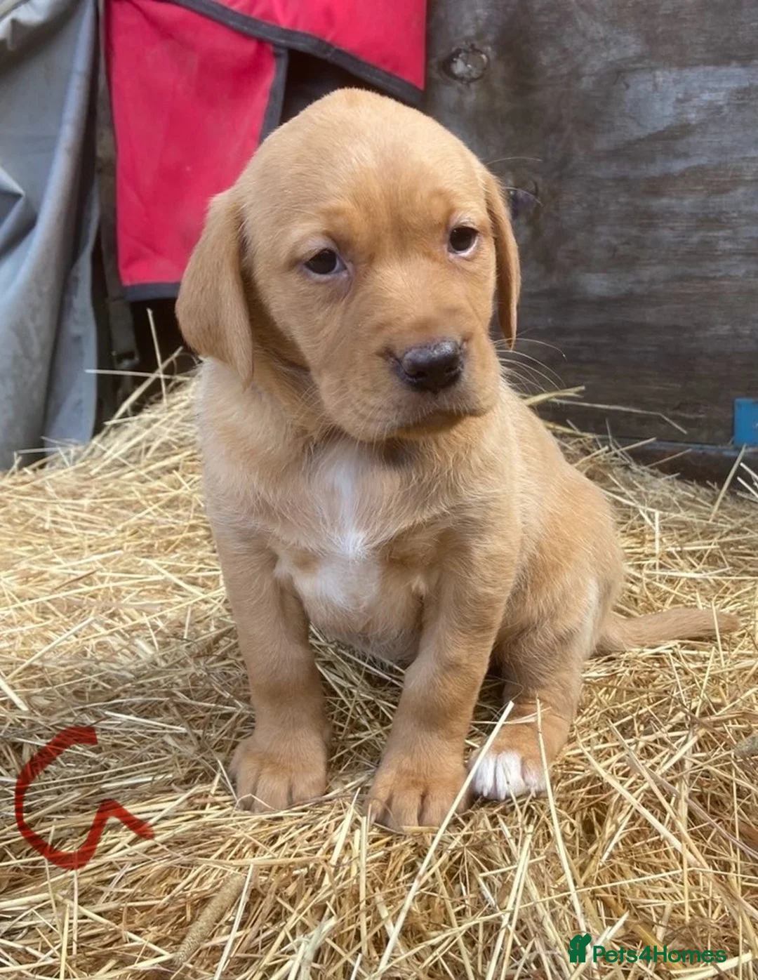 Labrador Retriever dogs for sale: Fox red Labrador puppies - Advert 2