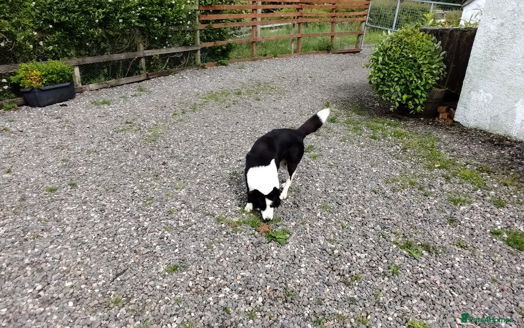 Border Collie dogs for sale: Border Collie Pups  - Image 12