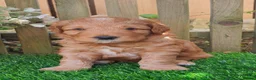 Australian Labradoodle dogs for sale: Health tested Australian Double Doodle  in Lancaster - Advert 8