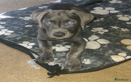 Cane Corso dogs for sale: Cane corso x - Image 1