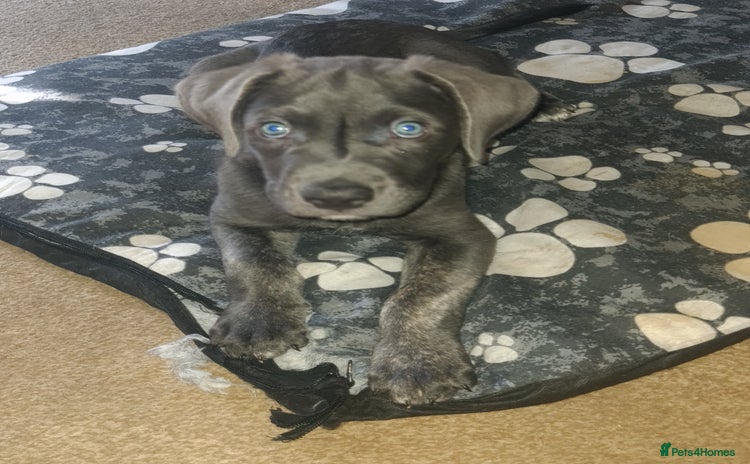 Cane Corso dogs - Advert 2