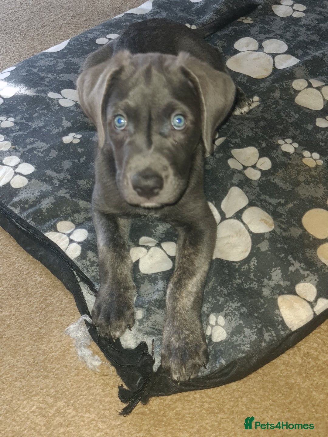 Cane Corso dogs for sale: Cane corso x - Image 1