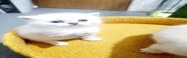 British Shorthair Kitten 1