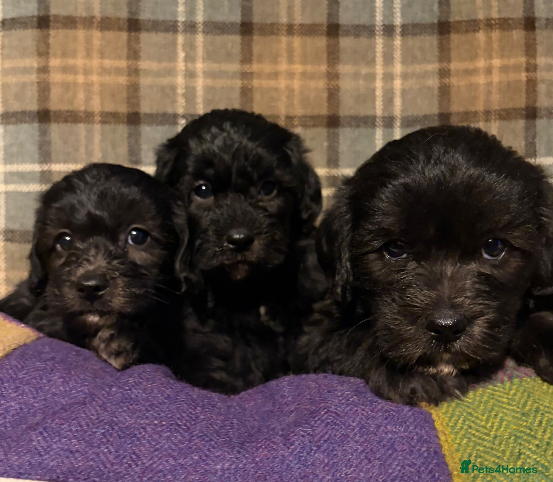 Mixed Breed dogs Stunning Doodle Puppies  - Advert 1