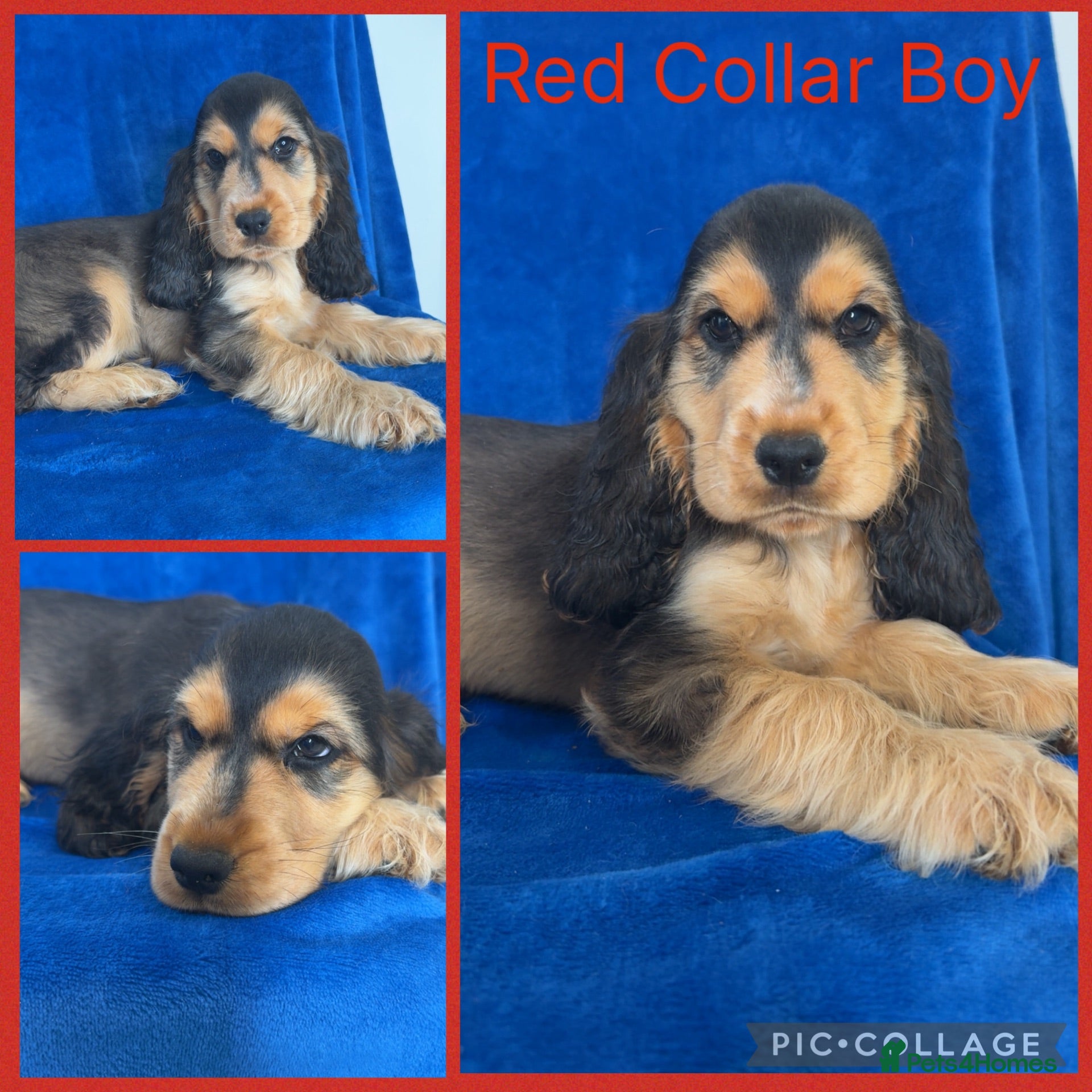 Cocker Spaniel dogs Health Clear KC Reg Sable Show Cokers  - Advert 1