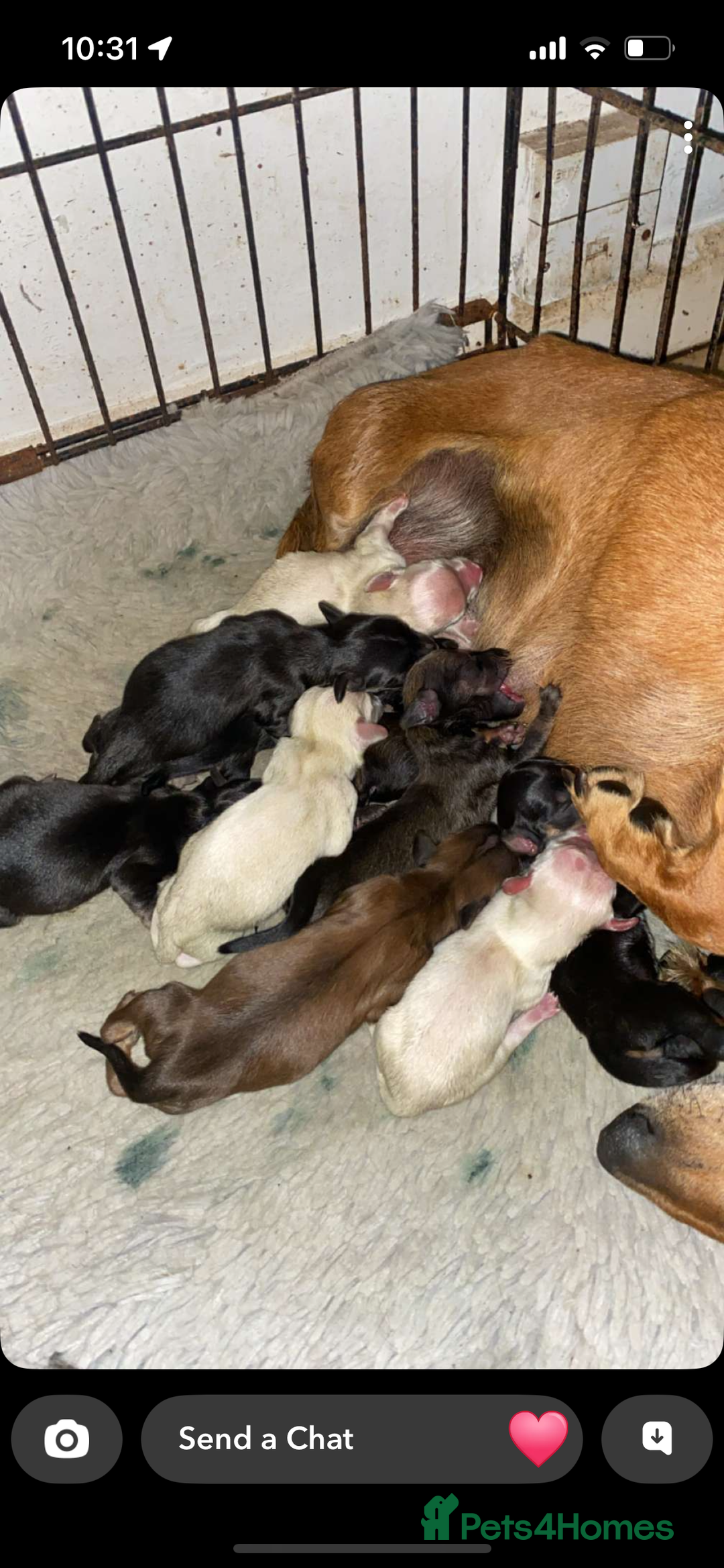 Miniature Dachshund dogs for sale: ***rainbow litter🌈*** - Image 9