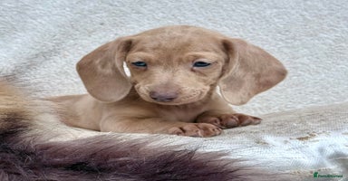 Miniature Dachshund dogs - Advert 4