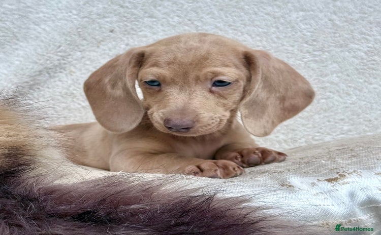 Miniature Dachshund dogs - Advert 4