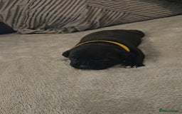 Staffordshire Bull Terrier dogs for sale:  STAFFORDSHIRE BULL TERRIERS PUPS  - Image 9