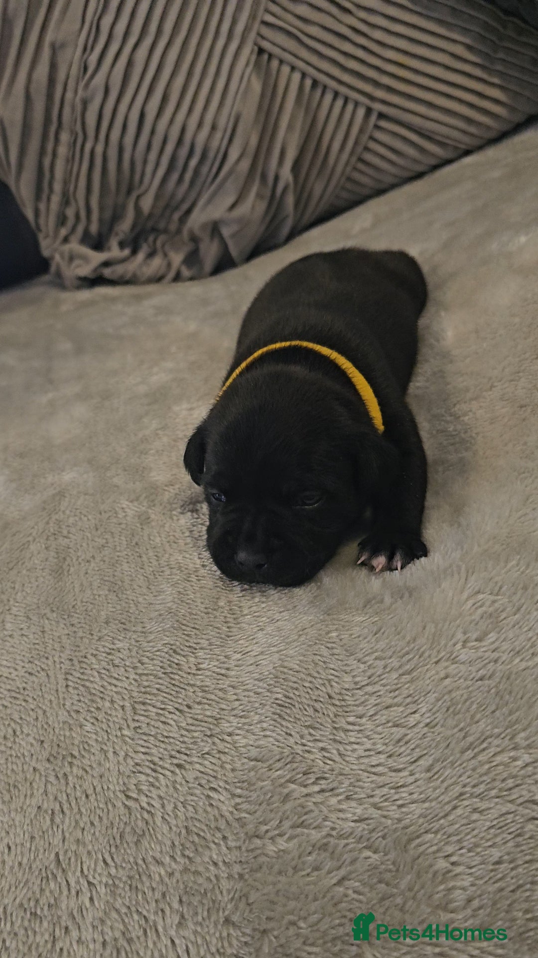 Staffordshire Bull Terrier dogs for sale:  STAFFORDSHIRE BULL TERRIERS PUPS  - Image 9