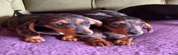Miniature Dachshund dogs for sale: Mini sausage dogs. Family bred/health checked  - Advert 23