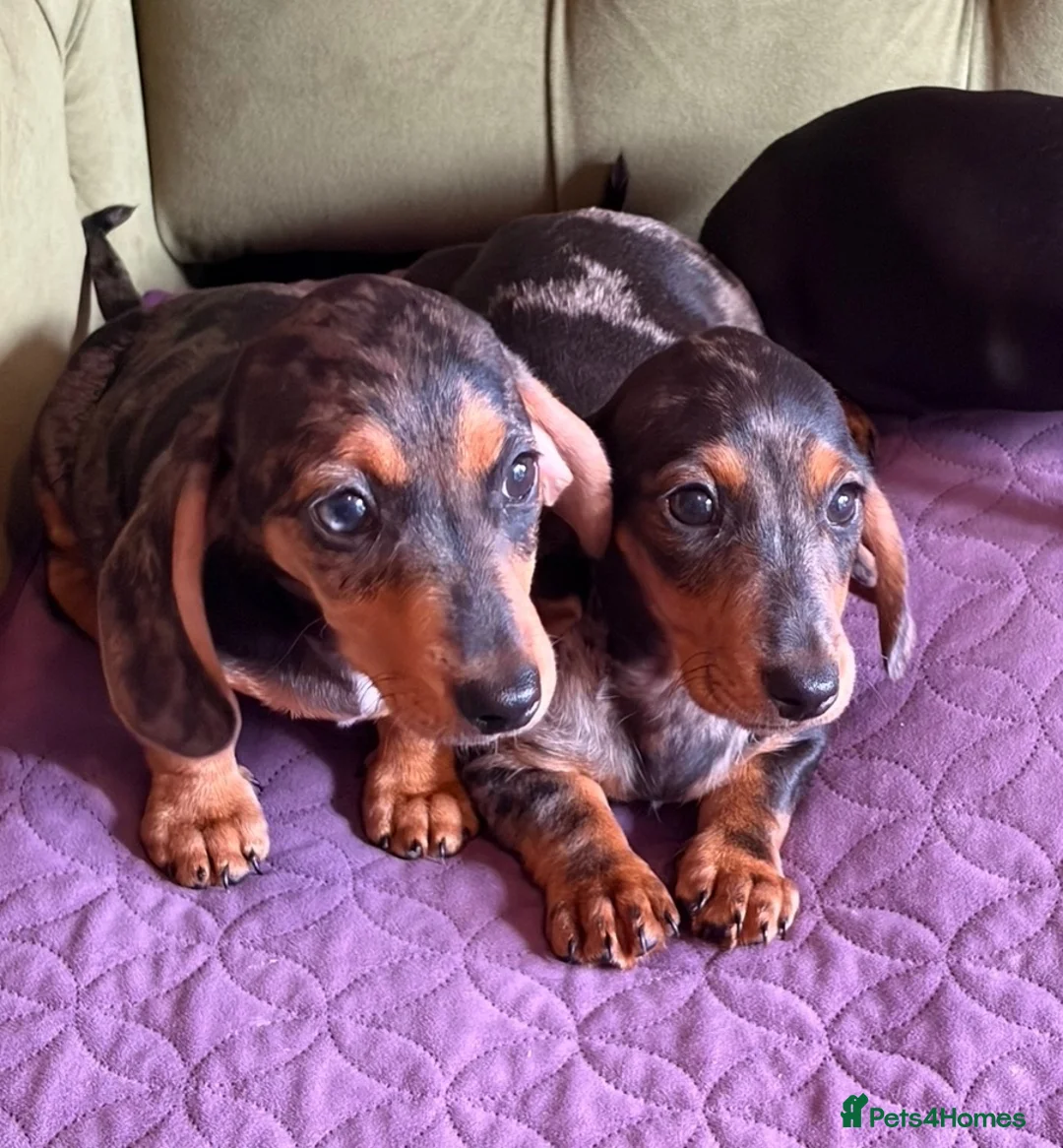 Miniature Dachshund dogs for sale: Mini sausage dogs. Family bred/health checked  - Advert 23